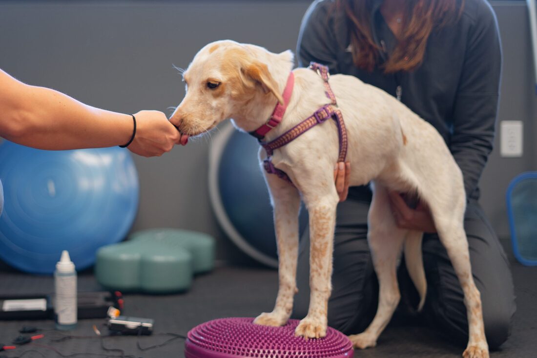 Pet  In-Home Rehabilitation Therapy