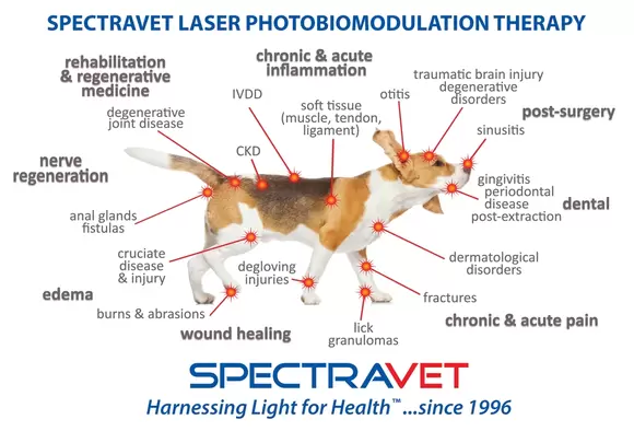 Pet Cold Laser Therapy