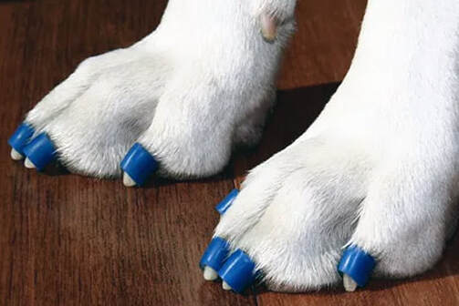 ToeGrips for Dogs